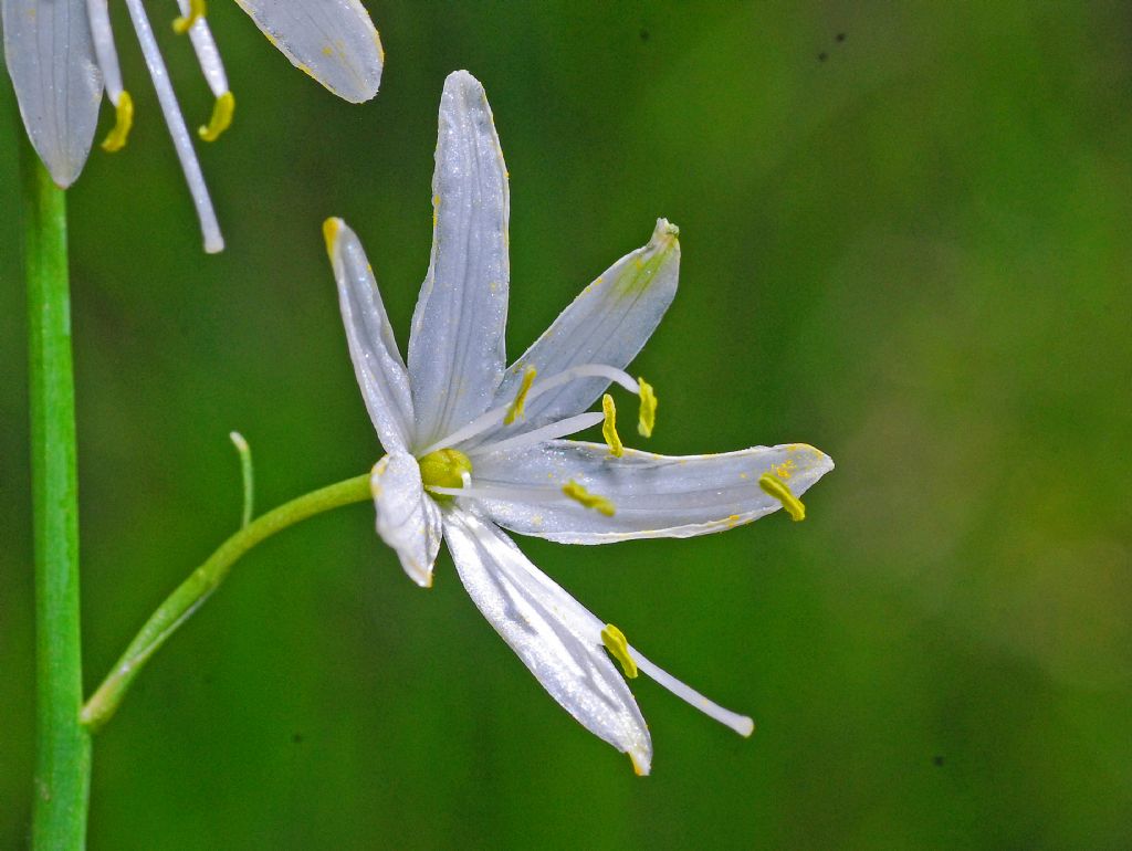 Un prato pieno di piccoli fiori bianchi